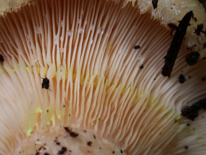 Lactarus  citriolens